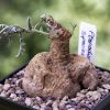 Vai alla scheda di Pterodiscus speciosus