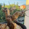 Vai alla scheda di Sarcocaulon patersonii