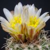 Vai alla scheda di Sclerocactus mesae-verde