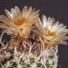 Vai alla scheda di Sclerocactus peeblesianus f. menzelii