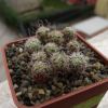 Vai alla scheda di Stenocactus phyllacanthus