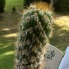 Vai alla scheda di Trichocereus spachianus f. monstruosus