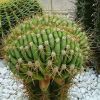 Vai alla scheda di Trichocereus terscheckii f. cristata