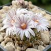 Vai alla scheda di Turbinicarpus boedekerianus