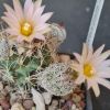 Vai alla scheda di Turbinicarpus pseudomacrochele v. sphacellatus