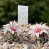 Vai alla scheda di Turbinicarpus schmiedickeanus ssp. sanchezii-mejoradae