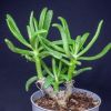 Vai alla scheda di Tylecodon grandiflorus