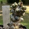 Vai alla scheda di Tylecodon hirtifolius