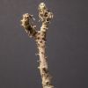 Vai alla scheda di Tylecodon sulphureus